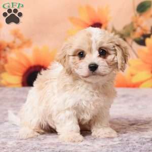 Megan, Cavachon Puppy